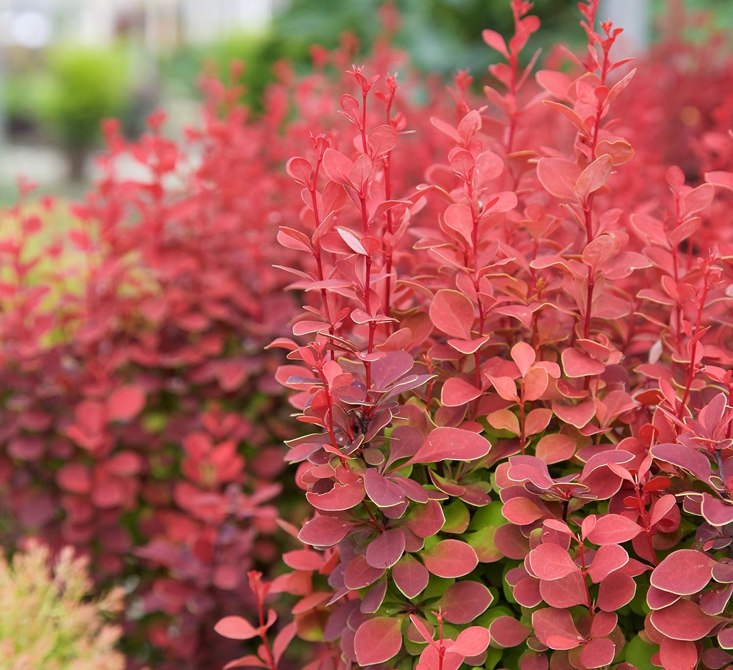 Барбарис оранж карпет