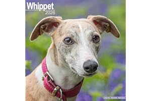 Whippet 2026 Calendar | Square Wall Calendar | Dog Breed Gift | Plastic Free Packaging | by Avonside Publishing