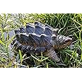 Hi-Line Gift Ltd. SNAPPING Turtle Statue, Brown and Green