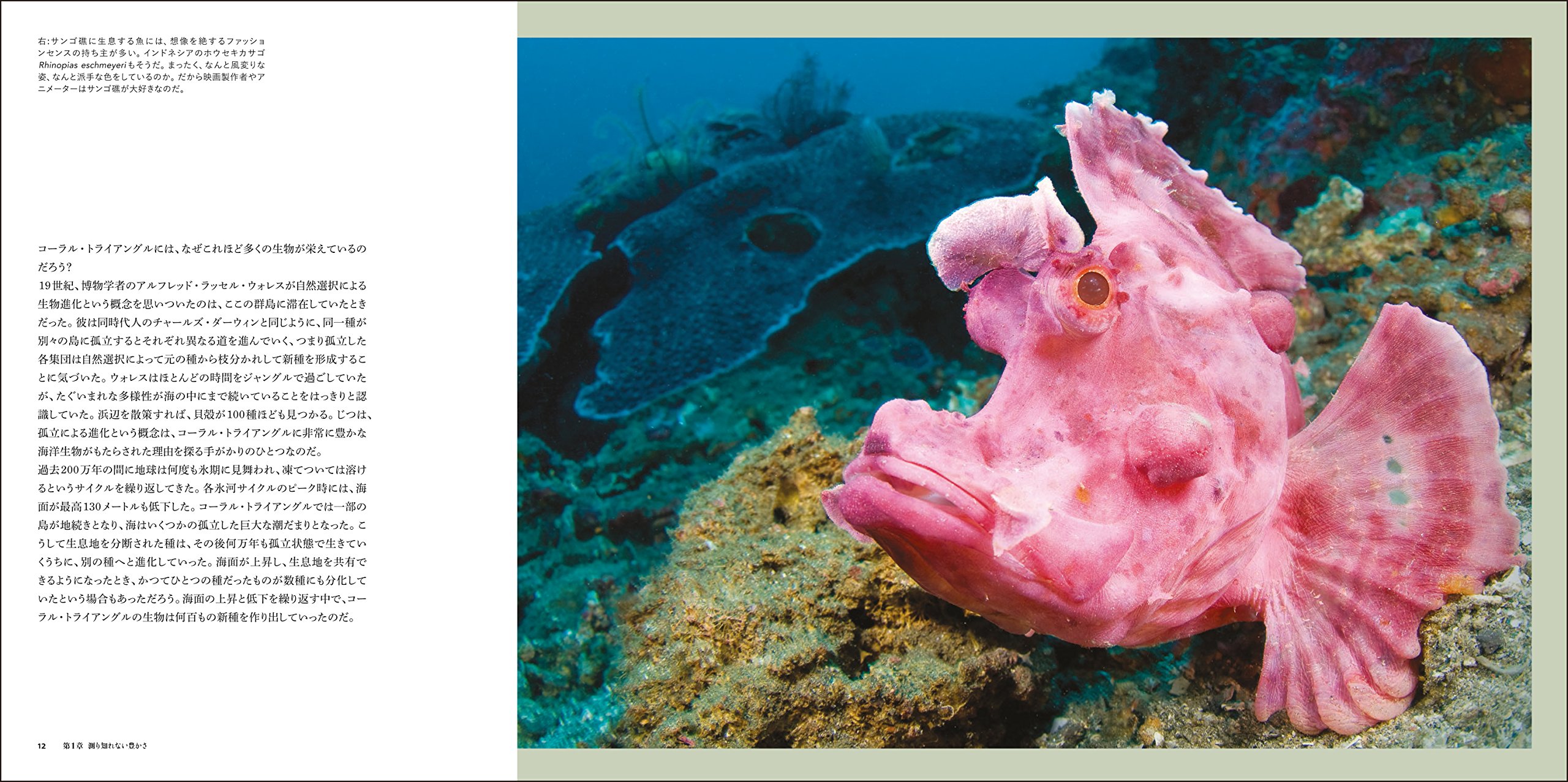 すばらしい海洋生物の世界 カラム ロバーツ 武田 正倫 アレックス マスタード 北川 玲 本 通販 Amazon