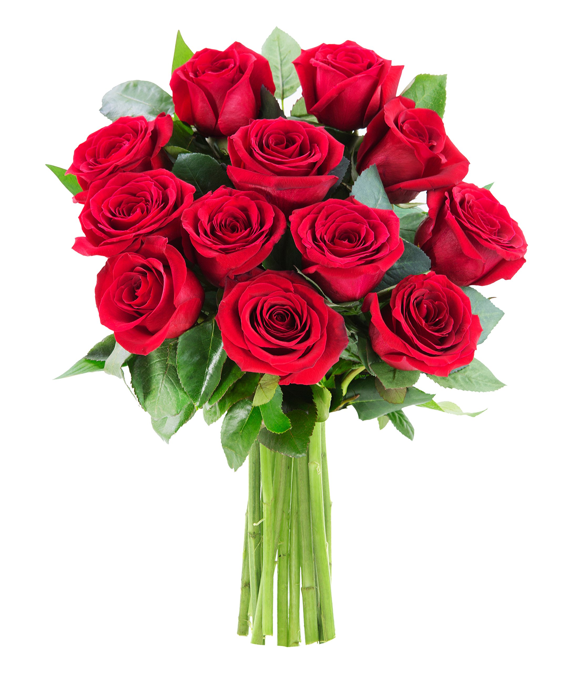 KaBloom – The Romantic Classic Bouquet of 12 Fresh Red Roses (Farm-Fresh, Long-Stem) – Fresh Flowers for Birthday, Valentine’s & Mother’s Day