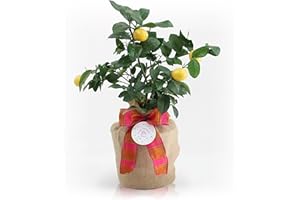 Happy Birthday Meyer Lemon Gift Tree by The Magnolia Company - Get Fruit, Dwarf Fruit Tree with Juicy Sweet Lemons, NO Ship to TX, LA, AZ and CA