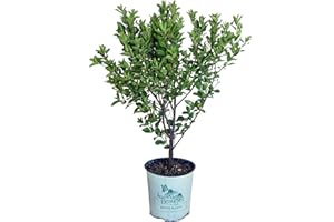 GREEN PROMISE FARMS American Beauties Native Plants - Prunus maritima (Beach Plum) Shrub, , #2 - Size Container