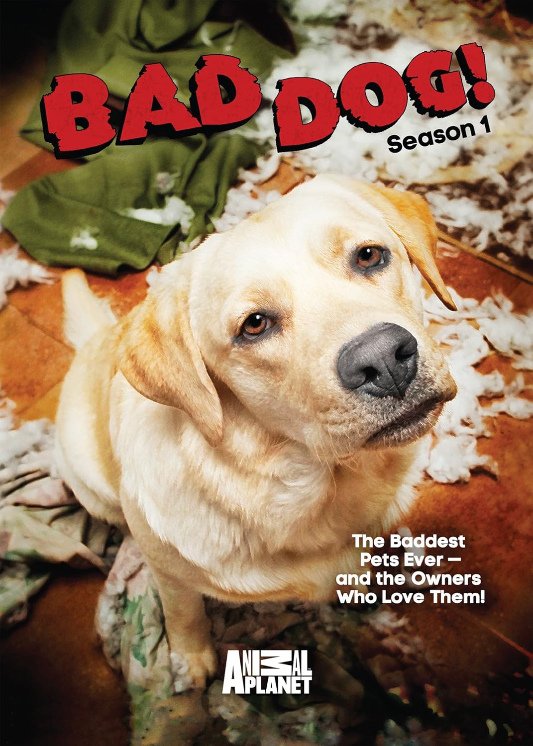 the bad dog
