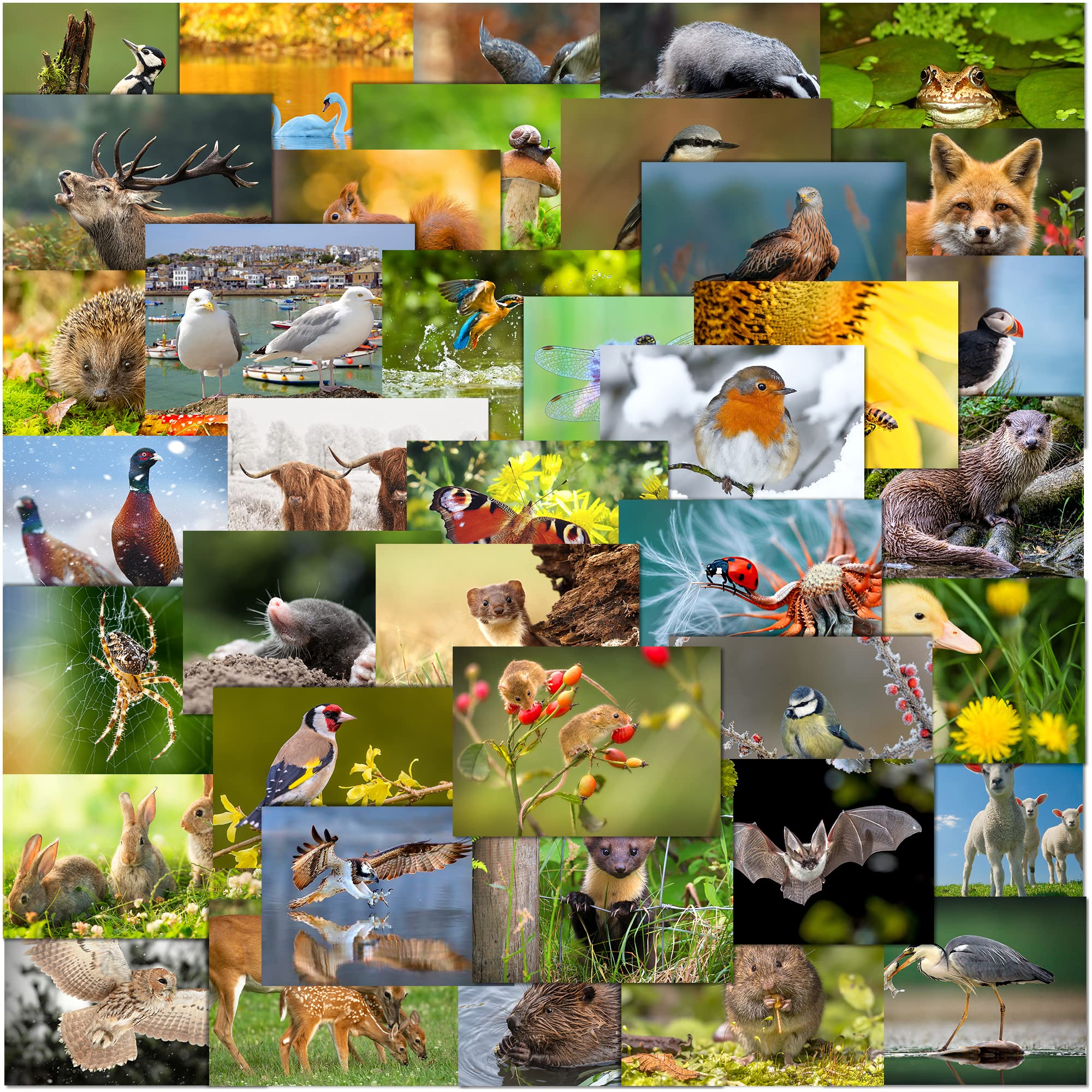 Olivia Samuel 40 x British Wildlife Postcards – Mixed Multipack from British Isles Animal Postcards
