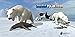 Arctic Polar Bear