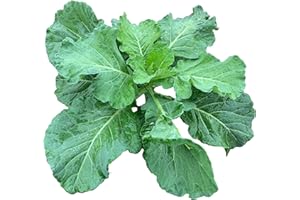 RDR SEEDS 1000+ Georgia Southern Collard Greens Seeds for Planting - Heirloom, Non-GMO, USA Grown