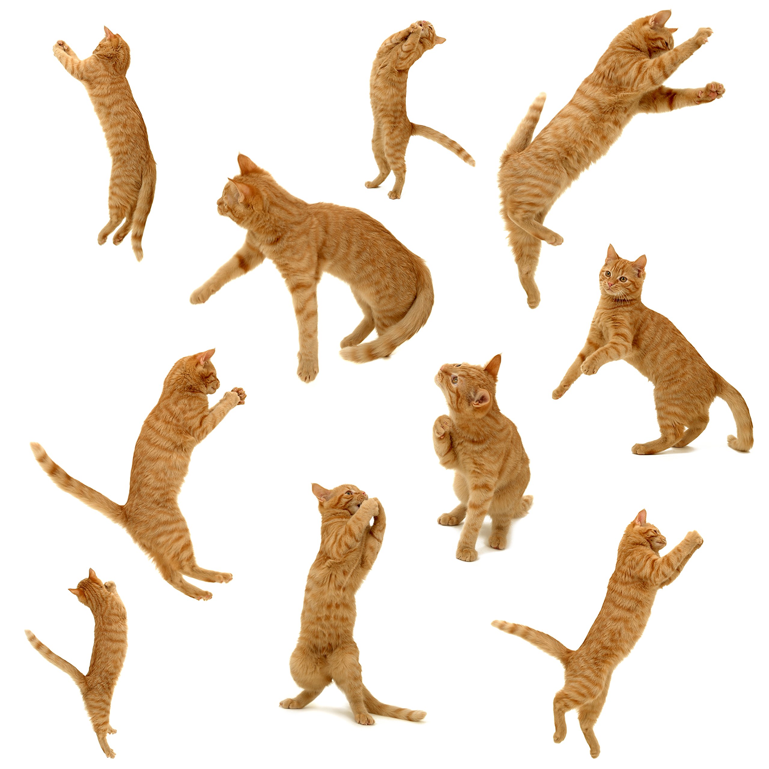 Half a Donkey The Jumping Ginger Cat- Large Cotton Tea Towel