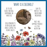 Seedball Forget-Me-Not Wildflower Seeds 3x Seed Boxes Bee Friendly view 5