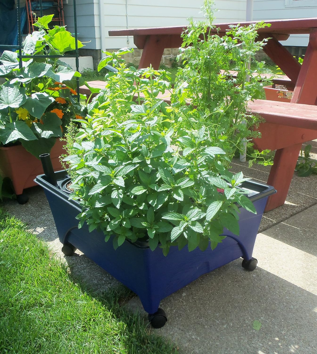 Emsco Group 2370 Hydropickers Compact 24” x 20” Footprint – Mobility Provided by Casters Non-Electric Hydroponics Grow Box, Blue : Garden & Outdoor