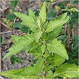 Package of 250 Seeds, Epazote Herb (Chenopodium ambrosioides) Non-GMO Seeds by Seed Needs