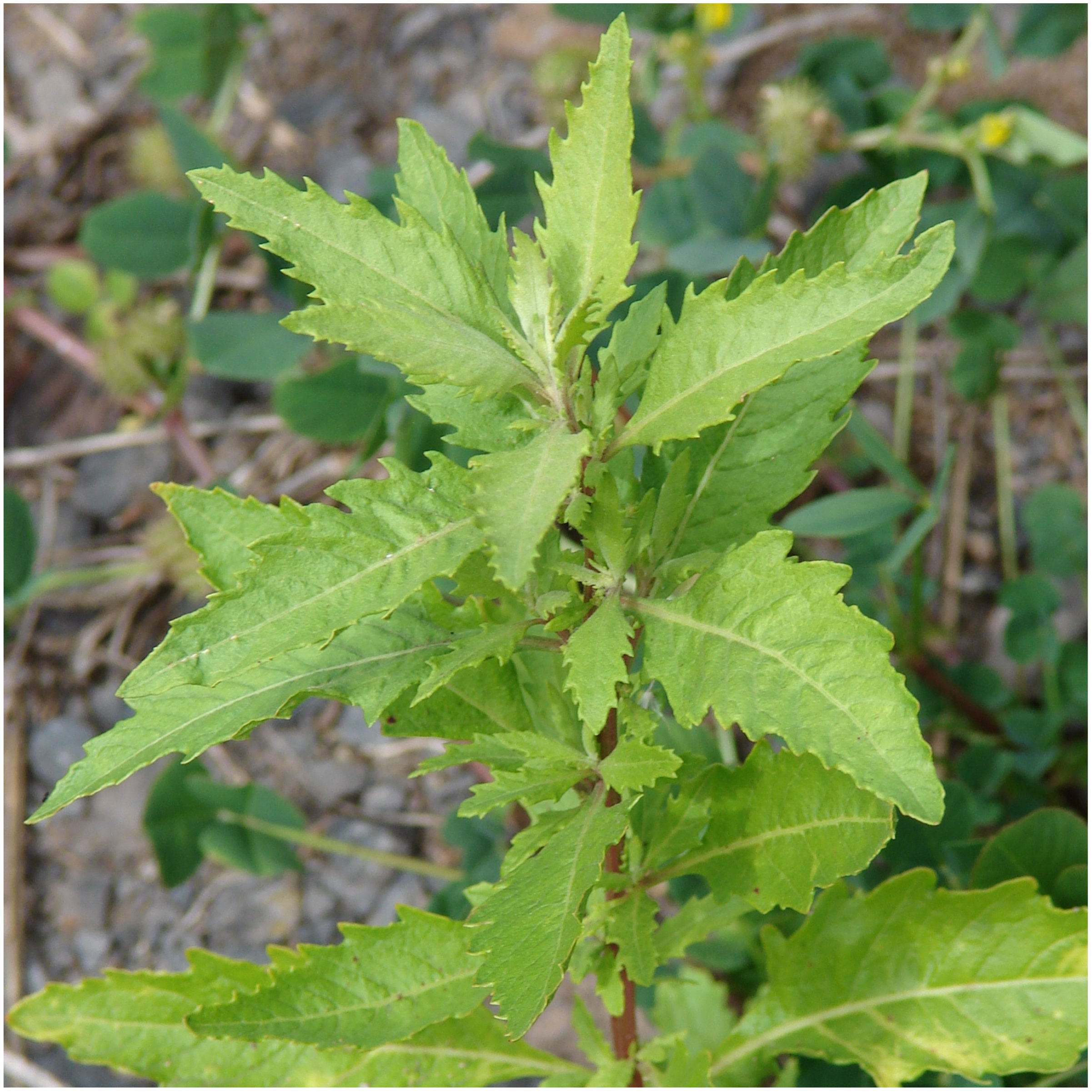 Epazote Mexican Herb Single Spices And
