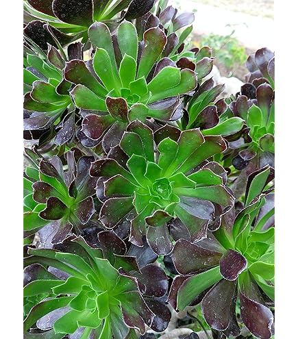 succulent iceplant Delosperma Lehmanii 'Ice Plant'  DesertScapeSucculent