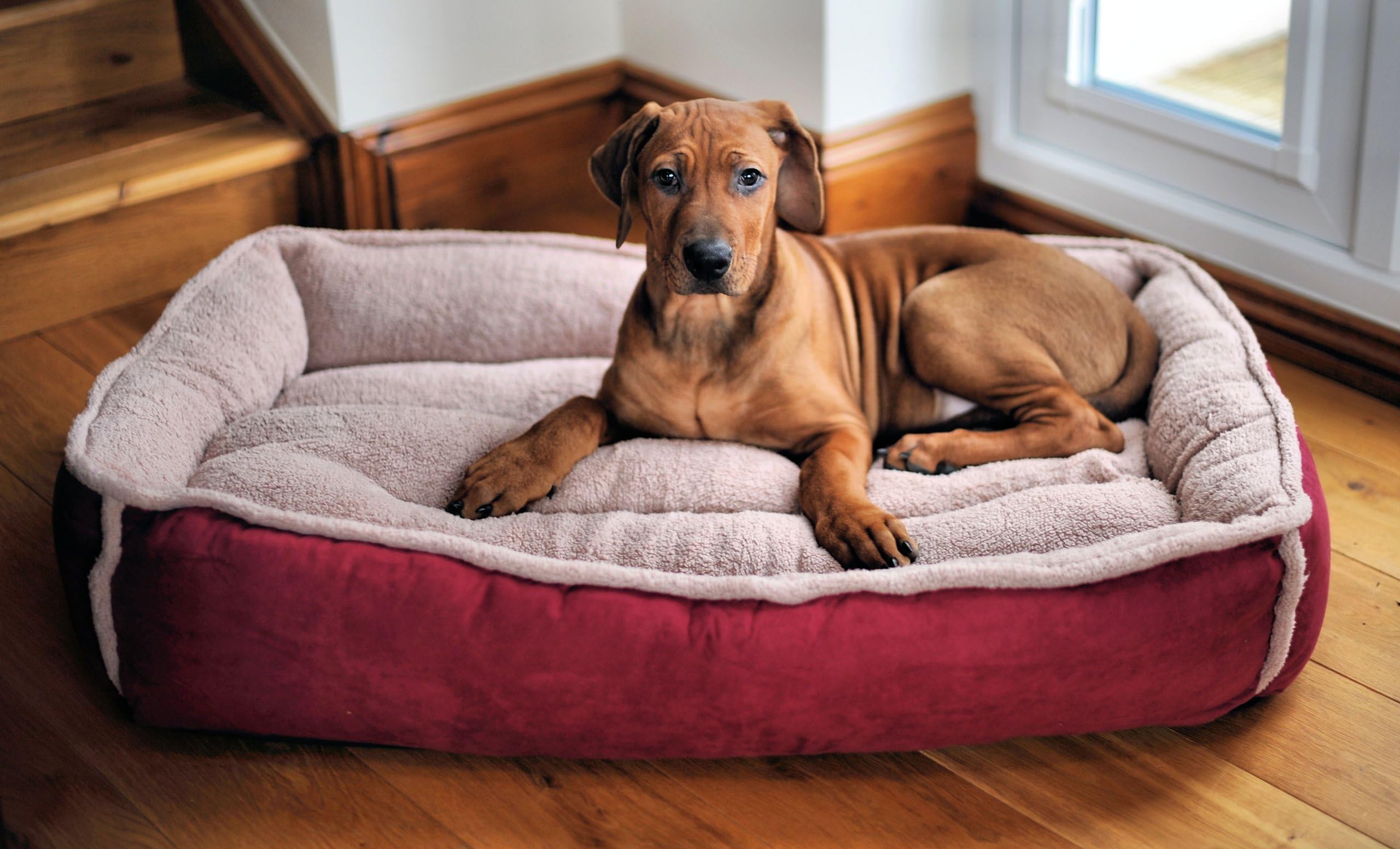 Large Padded Luxury Fleece Dog Bed by Wolfybeds in Winterberry Red (36" x 24") washable covers, more colours available. Free shipping