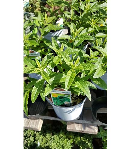 Amazon.com : 9EzTropical - Lemon Verbena - Aloysia triphylla - 1 Plants - 1  Feet Tall - Ship in 1 Gal Pot : Patio, Lawn & Garden