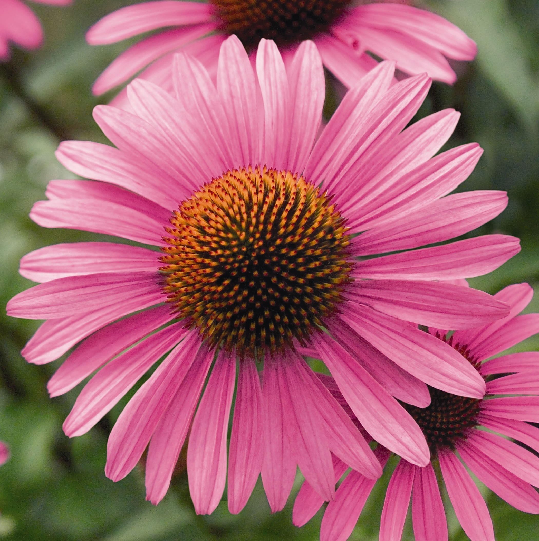 Viridis Hortus - Echinacea purpurea Primadonna Deep Rose Pink 50 Flower Seeds ** New Variety for 2016 **