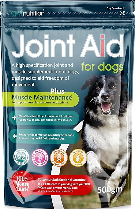 techichi dog for sale