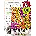 Seed Needs, Mixed Tetra Snapdragon Seeds - 1,000 Heirloom Seeds for Planting Antirrhinum majus - Annual Flowers to Attract Butterflies, Bumblebees, Honeybees & Other Pollinators (1 Pack)