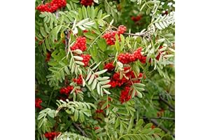 CHUXAY GARDEN Sorbus Aucuparia-Rowan,European Mountain Ash 50 Seeds Dwarf Shrub Tree Seeds