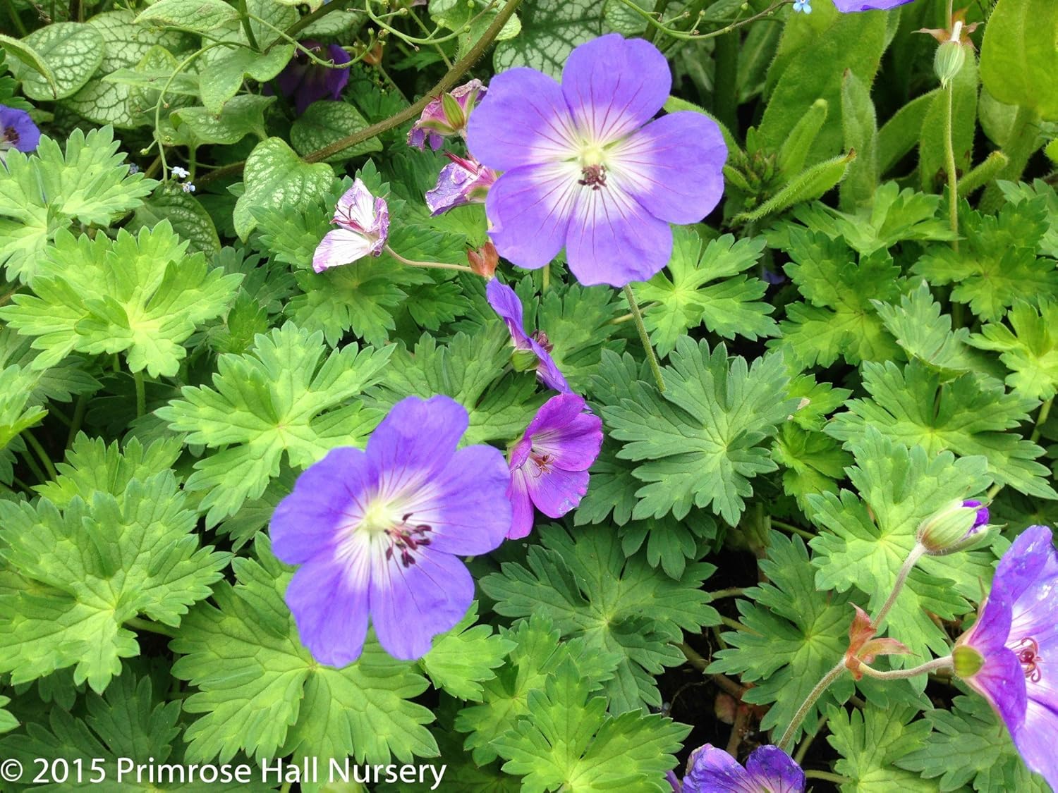 Geranium �Rozanne�, Large 2lt (15cm) Pot, Perennial