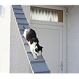 Chat balcon Chat balcon