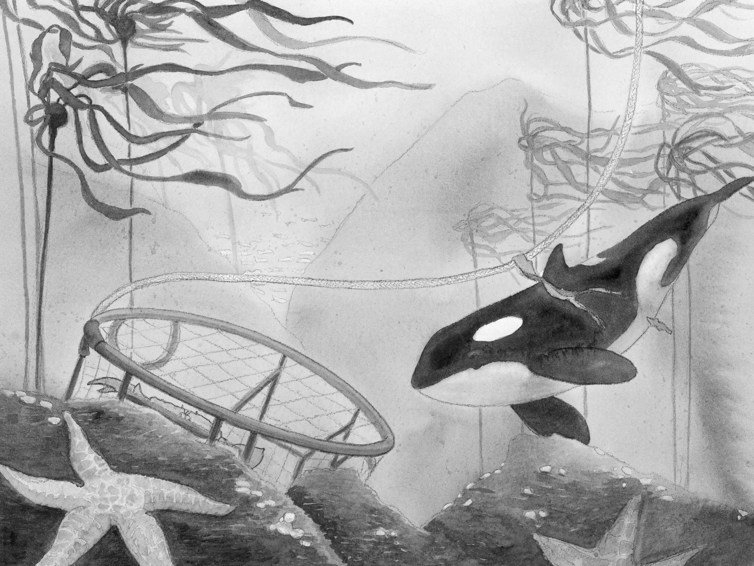 A Whale of the Wild: A Thrilling Tale of An Orca’s Journey Across the Oceana Stand-Alone Companion to the New York Times Bestselling A Wolf Called Wander (A Voice of the Wilderness Novel)