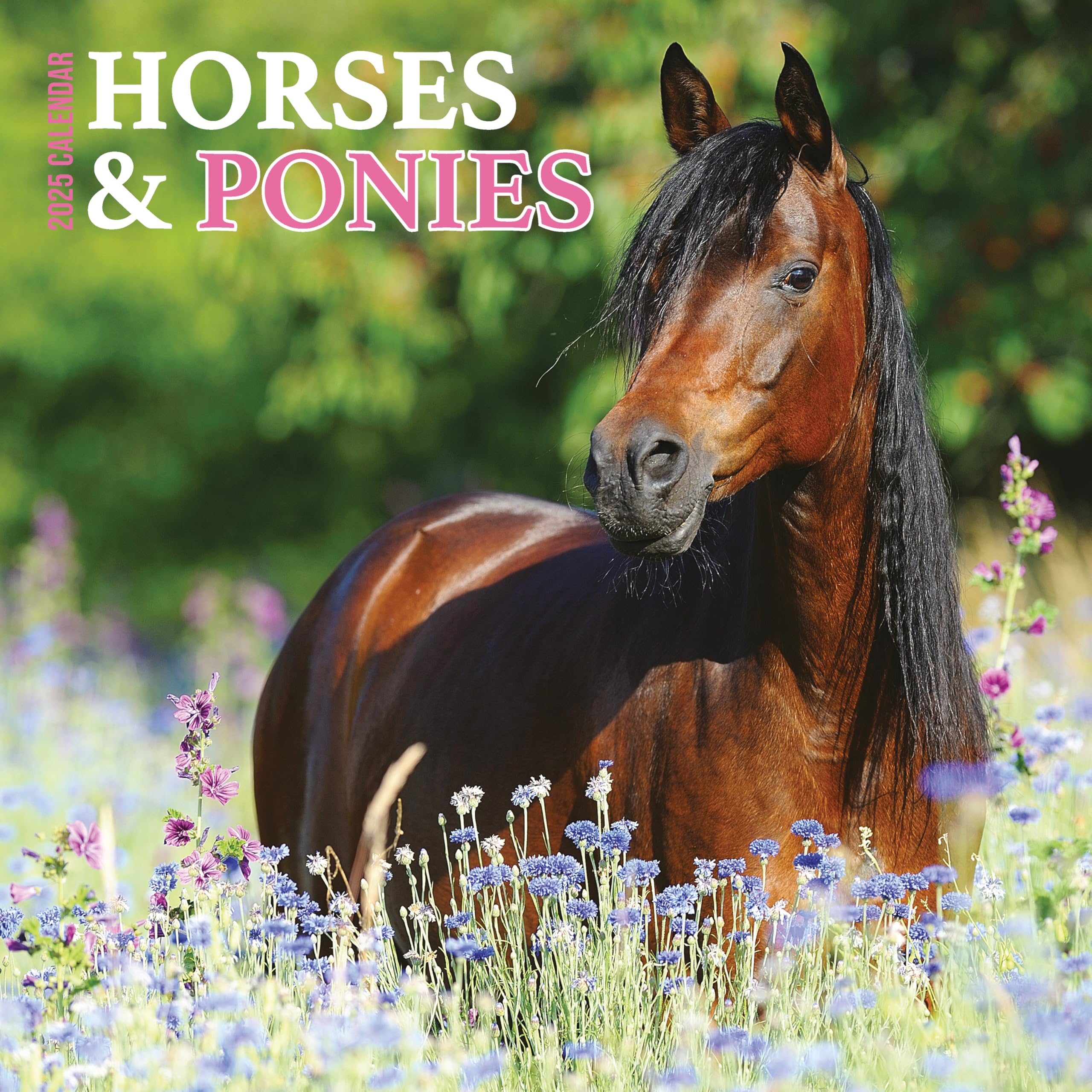 Horses & Ponies 2025 Calendar