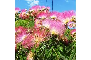KVITER 30 Mimosa Silk Tree Seeds (Albizia Julibrissin) – Pink Blooms, Drought Tolerant Flowering Trees, Attracts Pollinators – Great Both as Bonsai Tree Seeds for Indoor Garden & Outdoor Planting