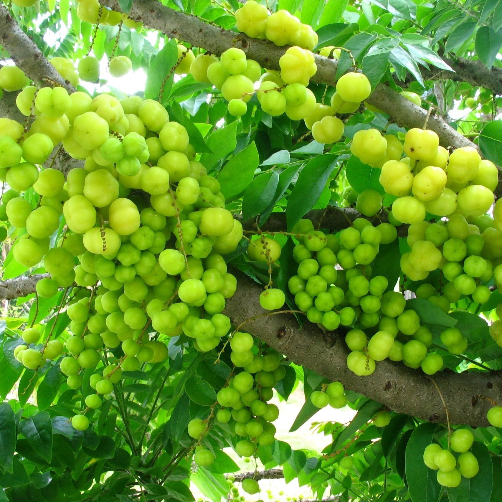 Amla Seeds Emblica Officinalis 10 Rare Tropical Fruit Tree Seeds |  Desertcart Aruba