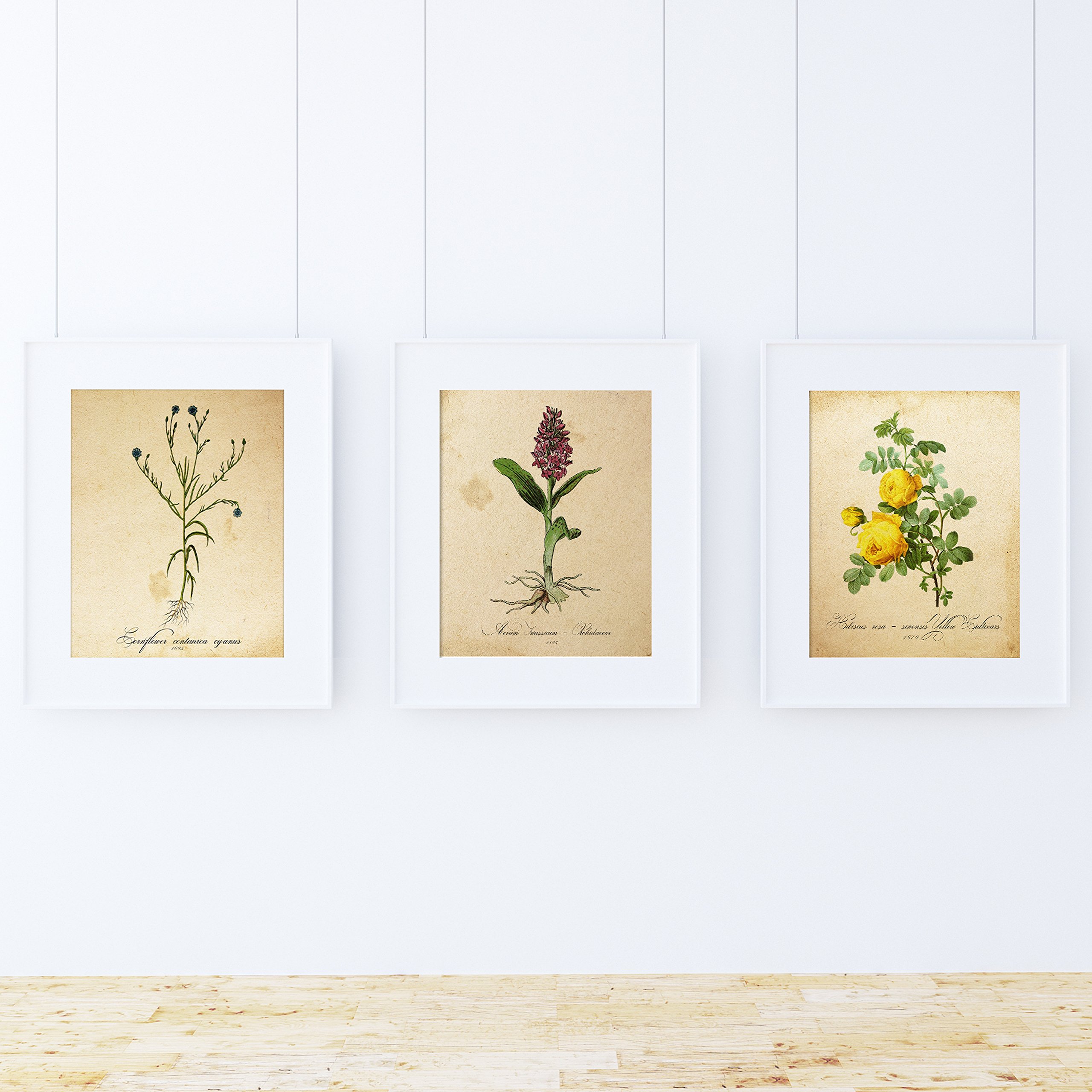Nacnic Pack of Sheet Sense. Posters with Images of Botanical. Home Decor. Sheets for framing Paper 250 Grams — image 1