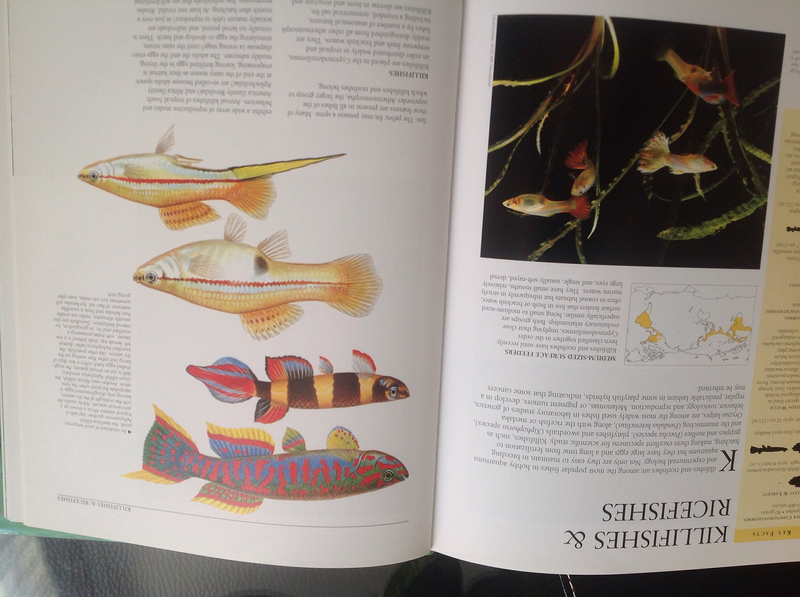 Buy Reptiles Fish And Amphibians Encyclopedia Book Online At