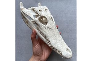 ZCZC Taxidermy Real Animal Skull, Animal Bones Real for Craft, Skull Decoration for Home, Specimen Collectibles Study