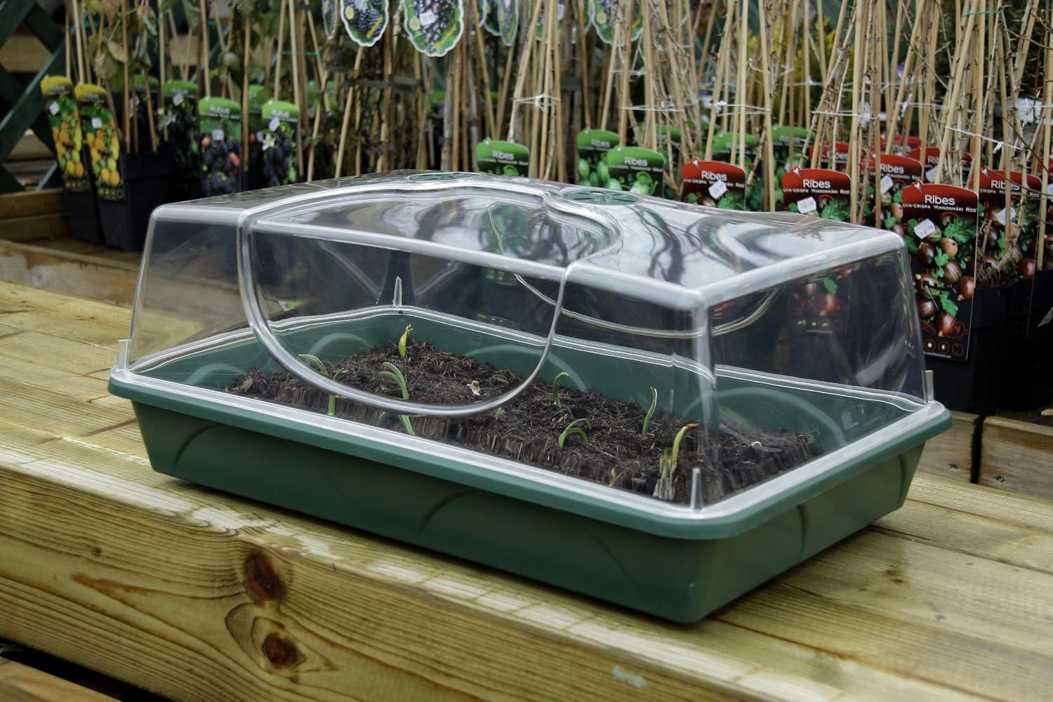 EarlyGrow MPL50030/P Large Propagator with Shatterproof Lid 58 x 38 x 26 Centimetres - Green - Image 5