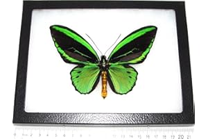 BicBugs O. priamus Poseidon Real Framed Butterfly Green Black Indonesia