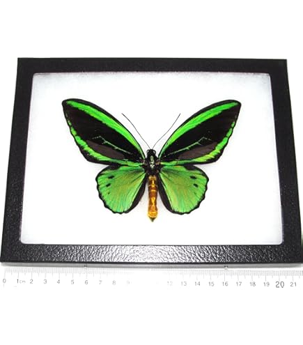 Graellsia　isabellae　92mm 2頭限り Graellsia isabellae - Wikipedia