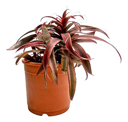 Root Bridges Cryptanthus Indoor Plant (Pot Included)