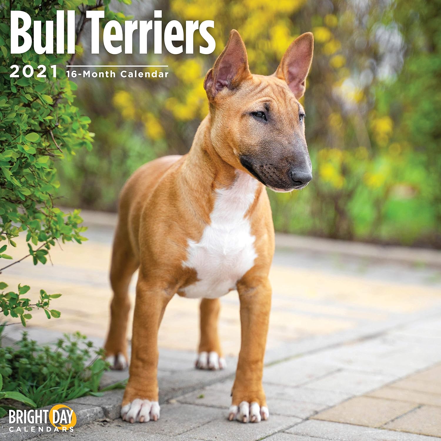 2021 Bull Terriers Wall Calendar by Bright Day, 12 x 12 Inch, Cute Dog 2021 Bull Terriers Wall Calendar by Bright Day, 12 x 12 Inch, Cute Dog