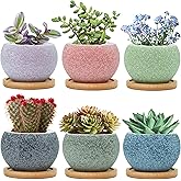 Thriving Thicket 3 inch Ceramic pots for Plants, Small Succulent Pots Set with Drainage, 6 Pack Flower Pot for Indoor Plant, Planters for Little or mini Cactus 2 inches Plants