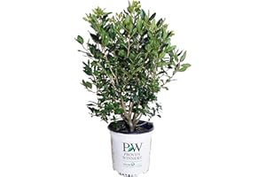 GREEN PROMISE FARMS Proven Winners - Ilex verticillata Little Goblin Red (Winterberry) Shrub, XL red fruit, #2 - Size Container