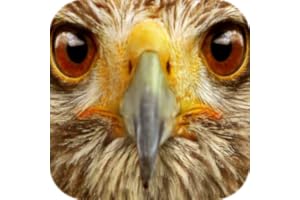 Animal Sounds 100+