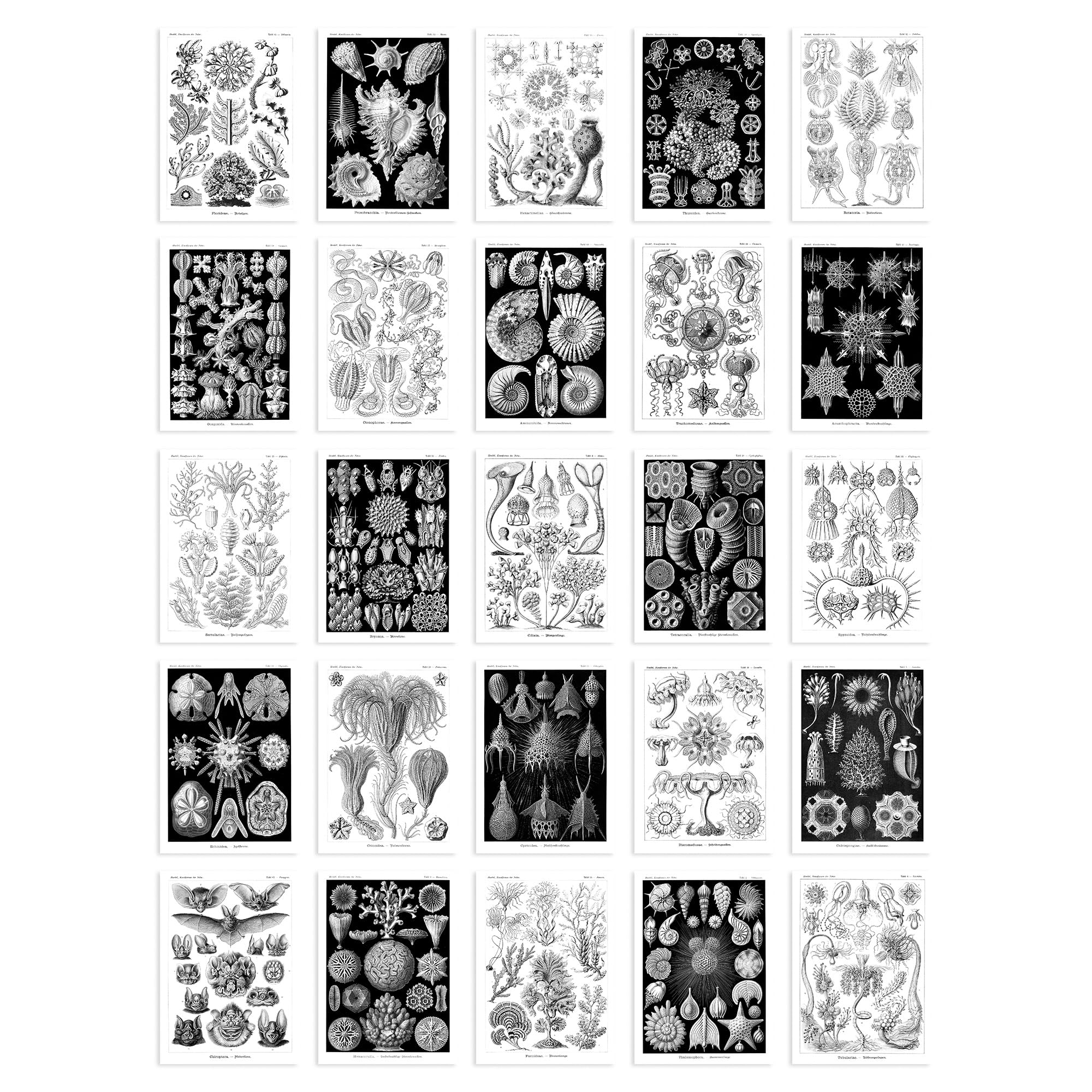 Artery8 50 Pcs Botanical Aesthetic Haeckel Nature Black White Collage Kit Wall Art Prints A6 Set Pack 14.8 x 10.5 cm (5.8 x 4.1) Bedroom Wall Home Bathroom Pictures