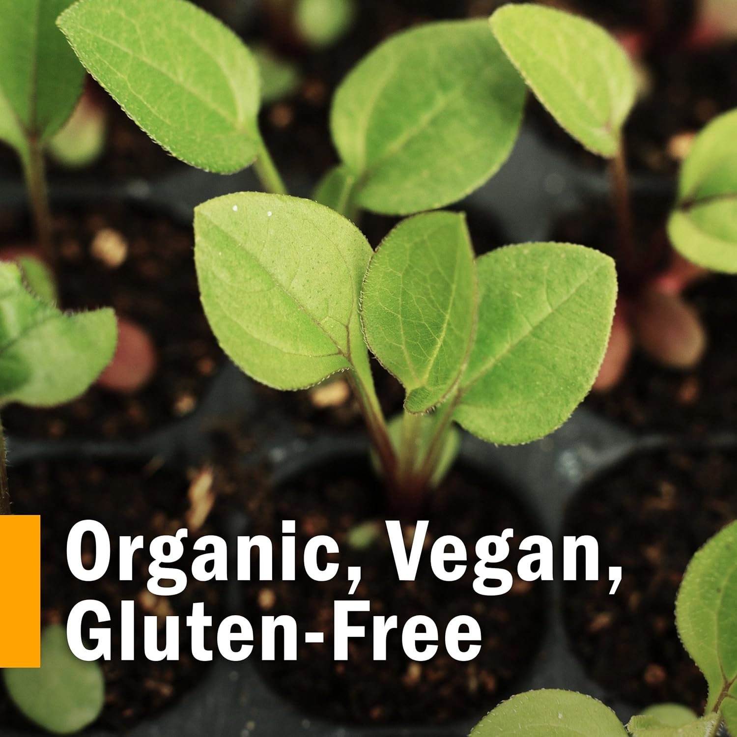 Herb Pharm Certified Organic Turmeric Root Liquid Extract for Musculoskeletal System Support - 1 Ounce: Health & Personal Care