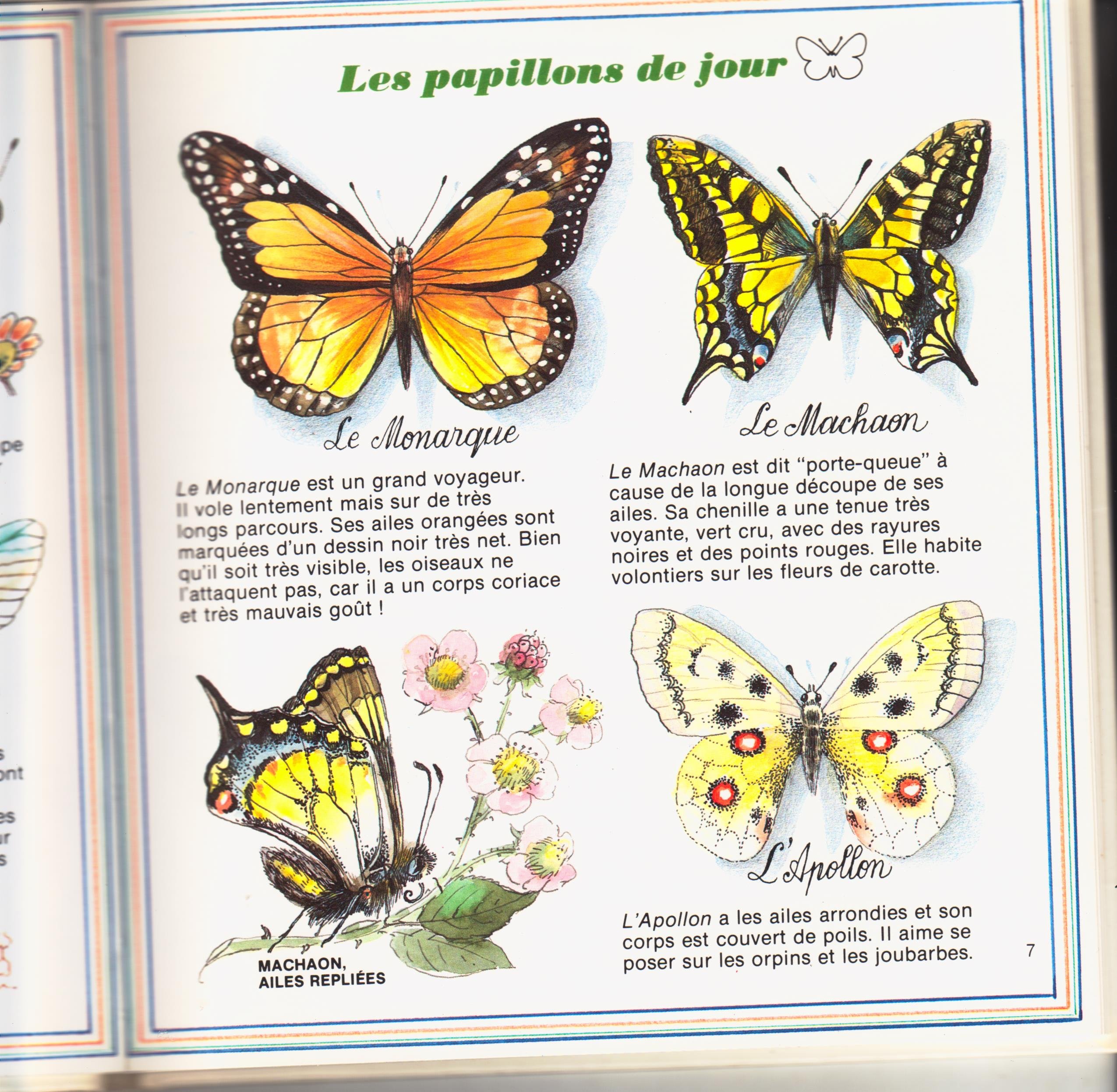 Les Papillons 9782217051075 Amazoncom Books