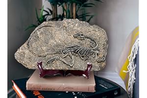 LAGOM HOUSE Resin Fossils Dinosaur Model Dinosaur Fossil Replica Decoration Velociraptor Model/Skeleton Raptor in Home | Offi