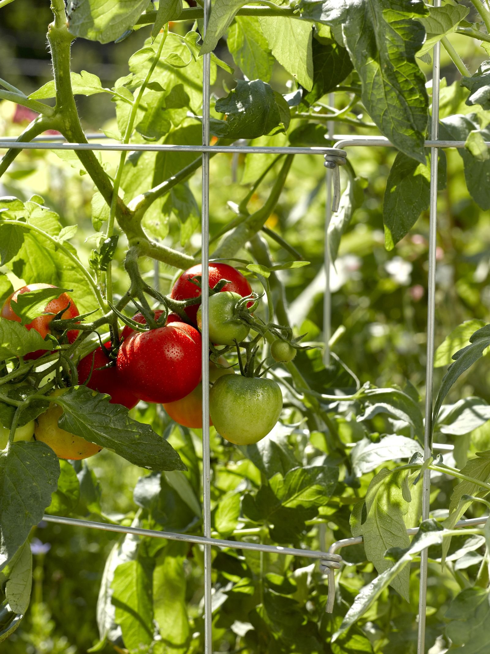 Gardener's Supply Company Lifetime Tomato Cages, Heavy ...