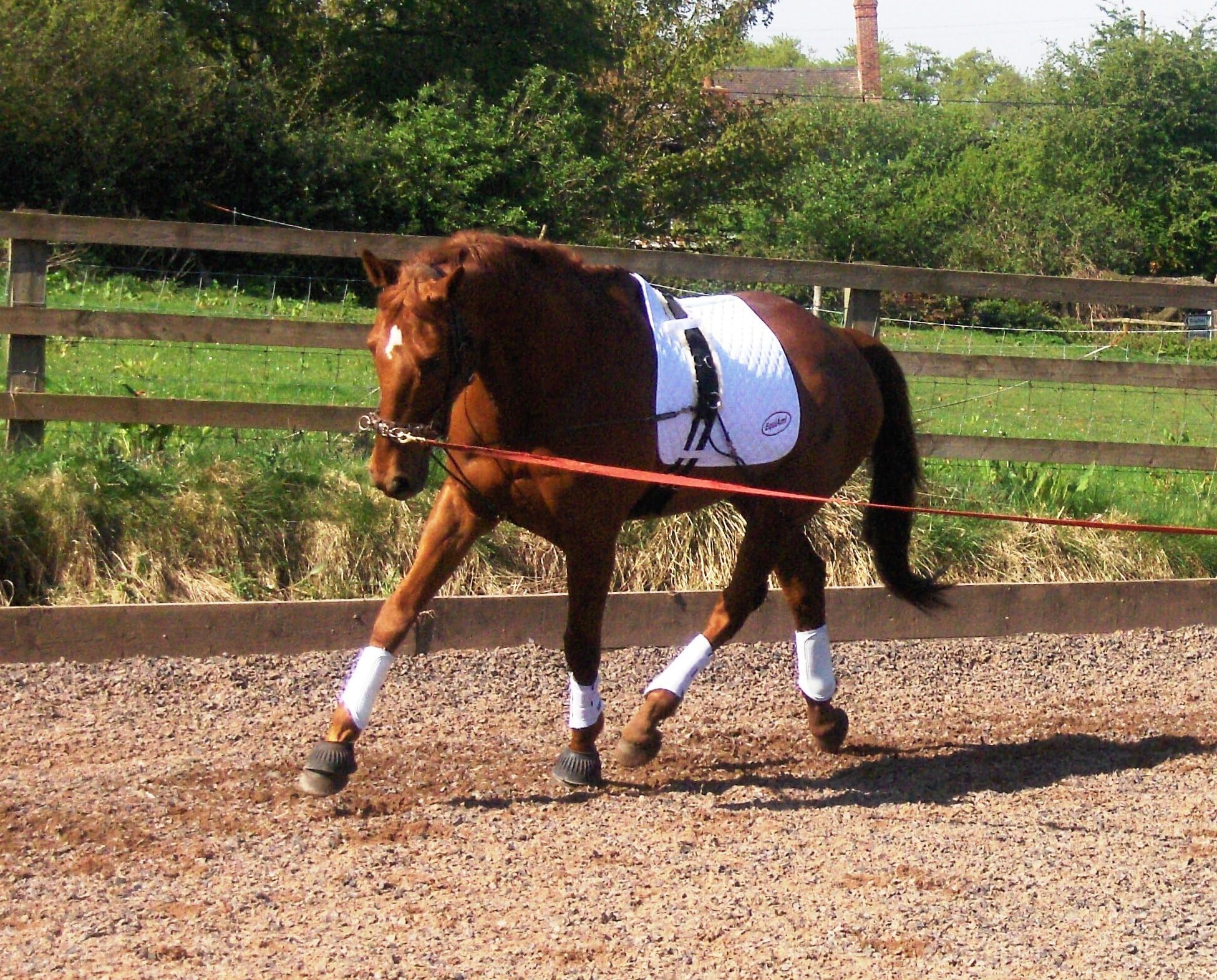 EquiAmi Lungeing and Riding Aid Combi Set Black