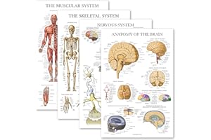 4 Pack - Anatomical Poster Set - Laminated - Muscular, Skeletal, Nervous System, Brain - Anatomy Chart Set (LAMINATED, 18” x 