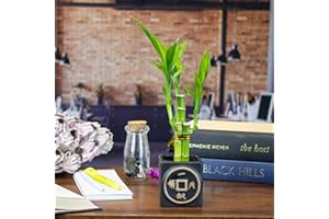 NW WHOLESALER Live Lucky Bamboo 3 Stalk Arrangement in Black Chinese Coin Planter - 6 Inch Lucky Bamboo Indoor Potted House Plants for Home and Office Decor