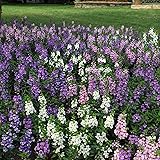 Outsidepride 10 Seeds Perennial Angelonia Serena