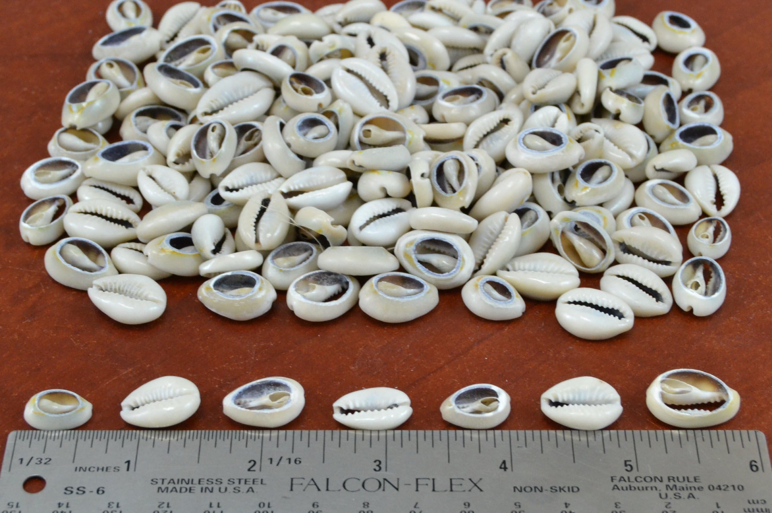 Bulk Cut Sea Shell Loose Beads Cowrie One Pound by MyGANN